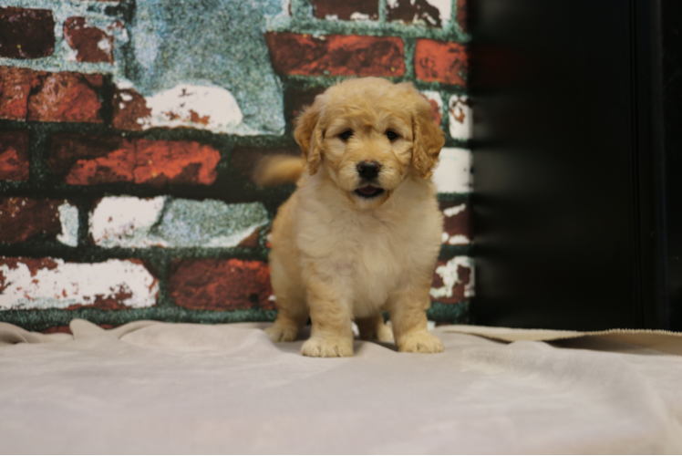 Mini Goldendoodle Puppy for Adoption