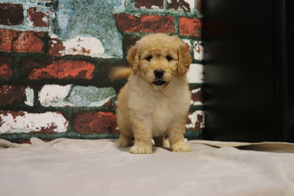 Mini Goldendoodle Puppy for Adoption