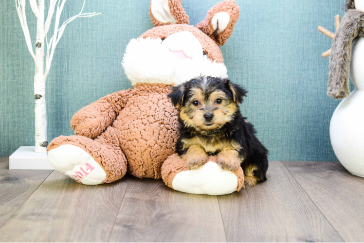 Funny Morkie Designer Pup