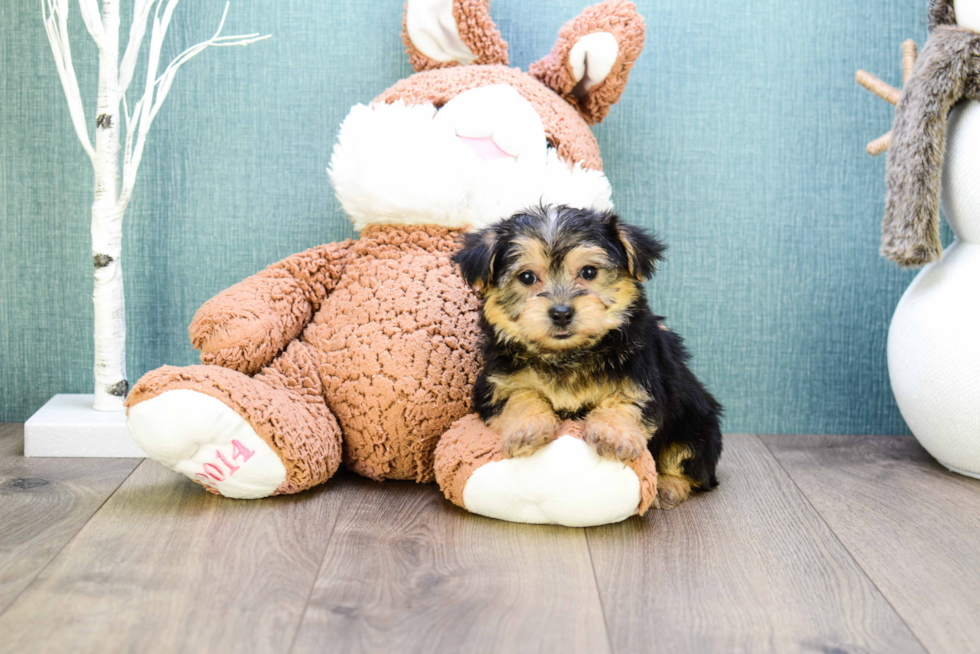 Funny Morkie Designer Pup
