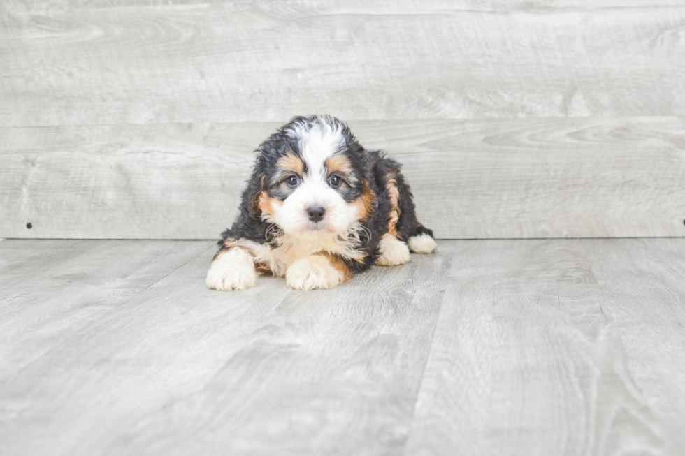 Cute Mini Bernedoodle Baby