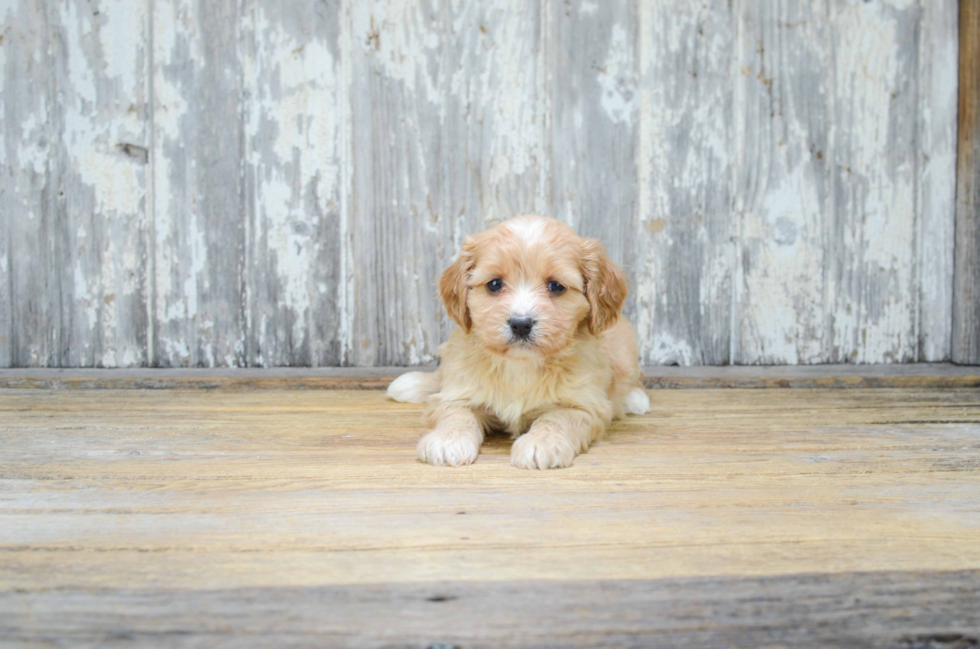 Cavachon Puppy for Adoption