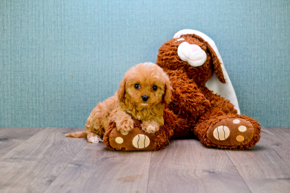 Cavapoo Pup Being Cute