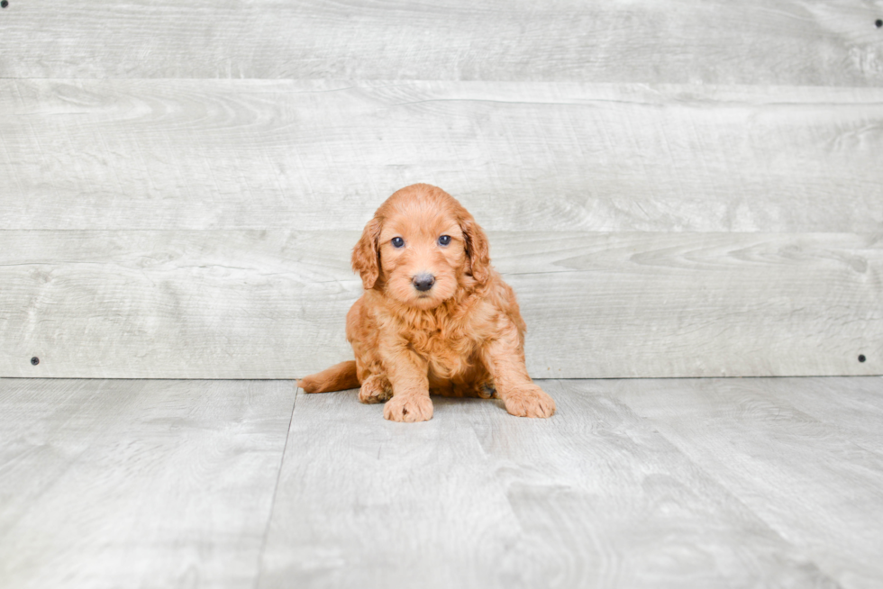 Hypoallergenic Golden Retriever Poodle Mix Puppy