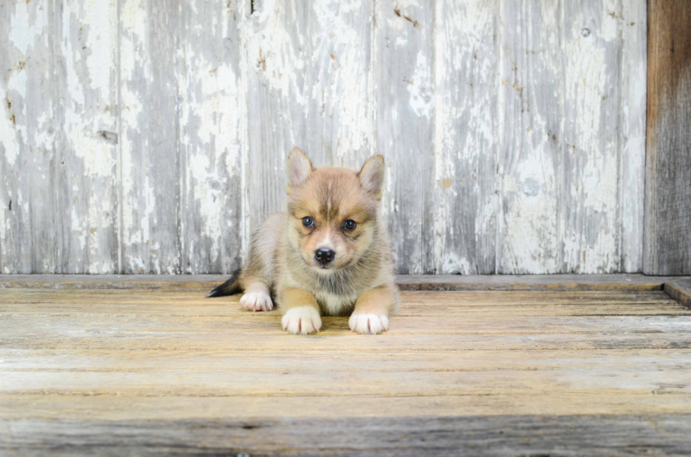 Sweet Pomsky Baby