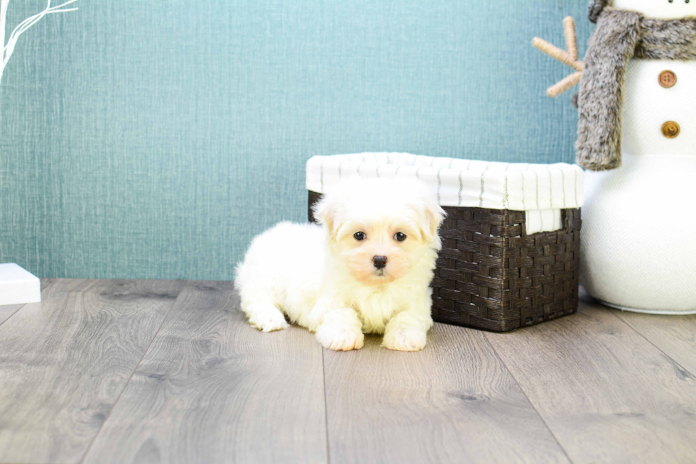 Maltipoo Pup Being Cute