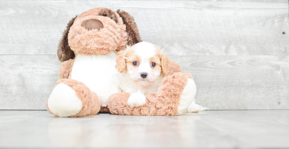 Best Cavachon Baby