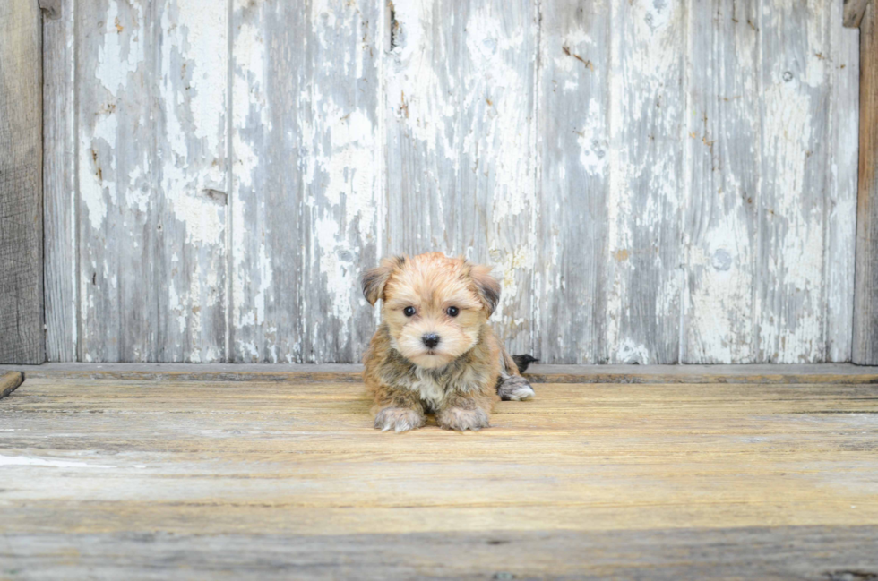 Morkie Puppy for Adoption