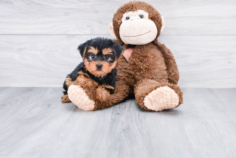 Meet Snickers - our Yorkshire Terrier Puppy Photo 