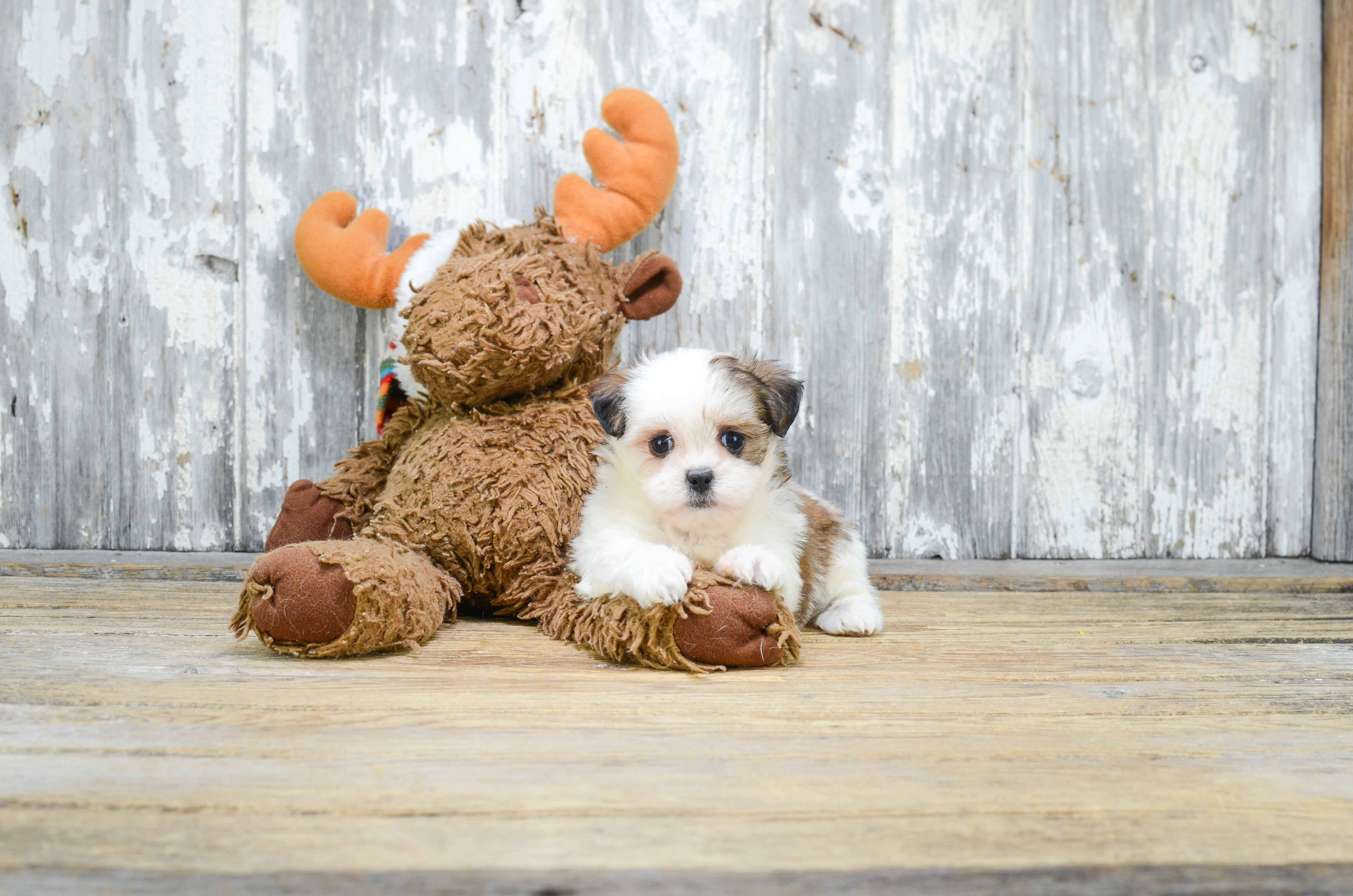 Petite Teddy Bear Designer Pup