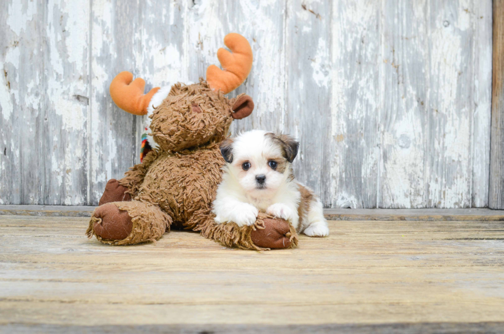 Petite Teddy Bear Designer Pup