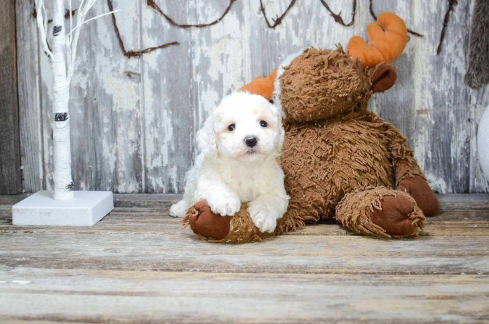 Sweet Bichon Frise Purebred Puppy