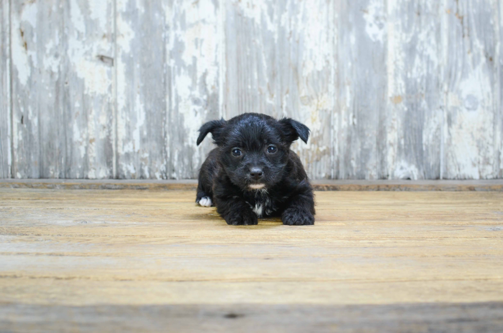 Morkie Pup Being Cute