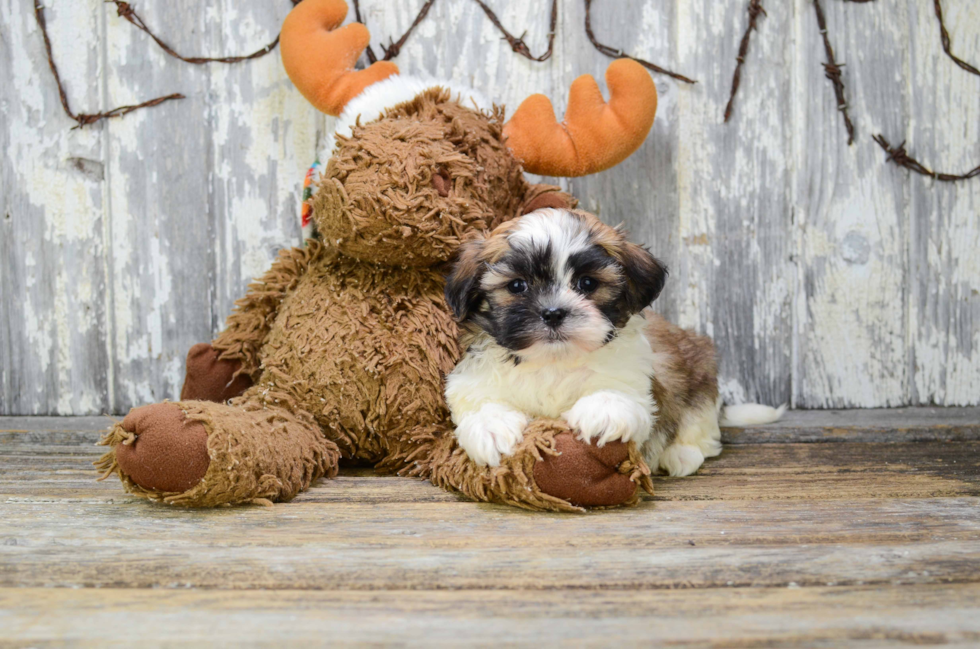 Funny Teddy Bear Designer Pup