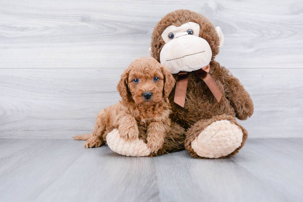 Popular Mini Goldendoodle Poodle Mix Pup