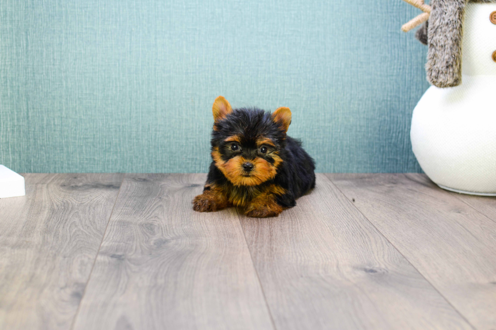 Meet Micro-Teacup-Giselle - our Yorkshire Terrier Puppy Photo 