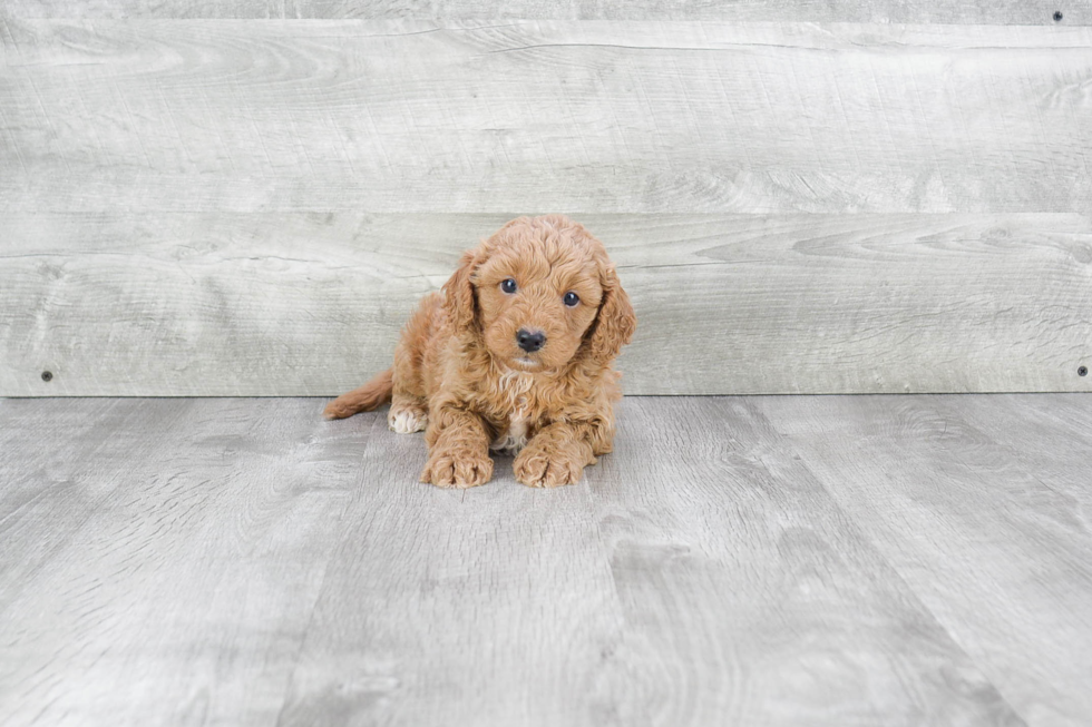 Playful Cavoodle Poodle Mix Puppy