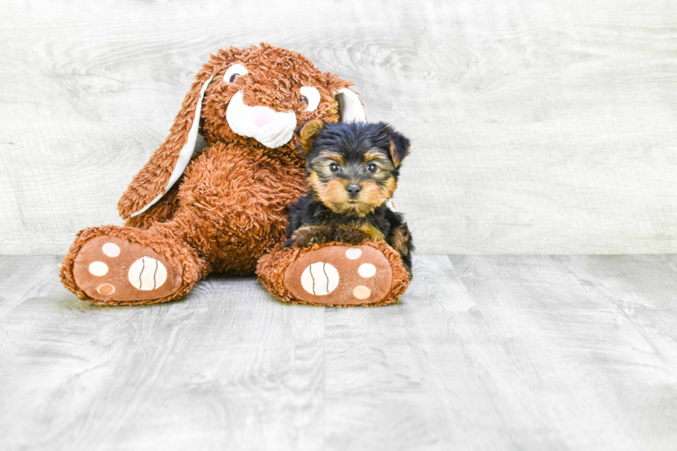 Meet Isabella - our Yorkshire Terrier Puppy Photo 