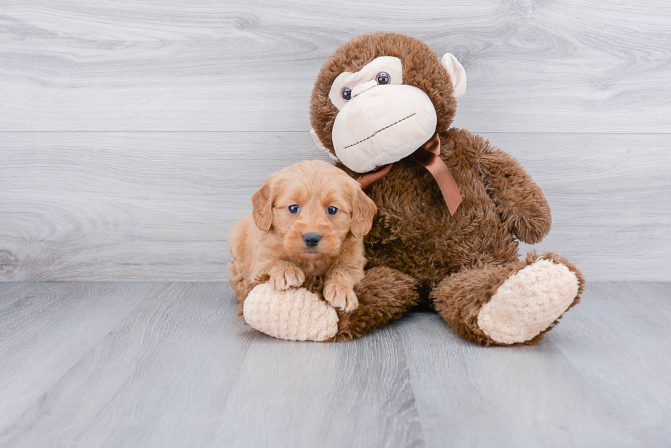 Mini Goldendoodle Pup Being Cute