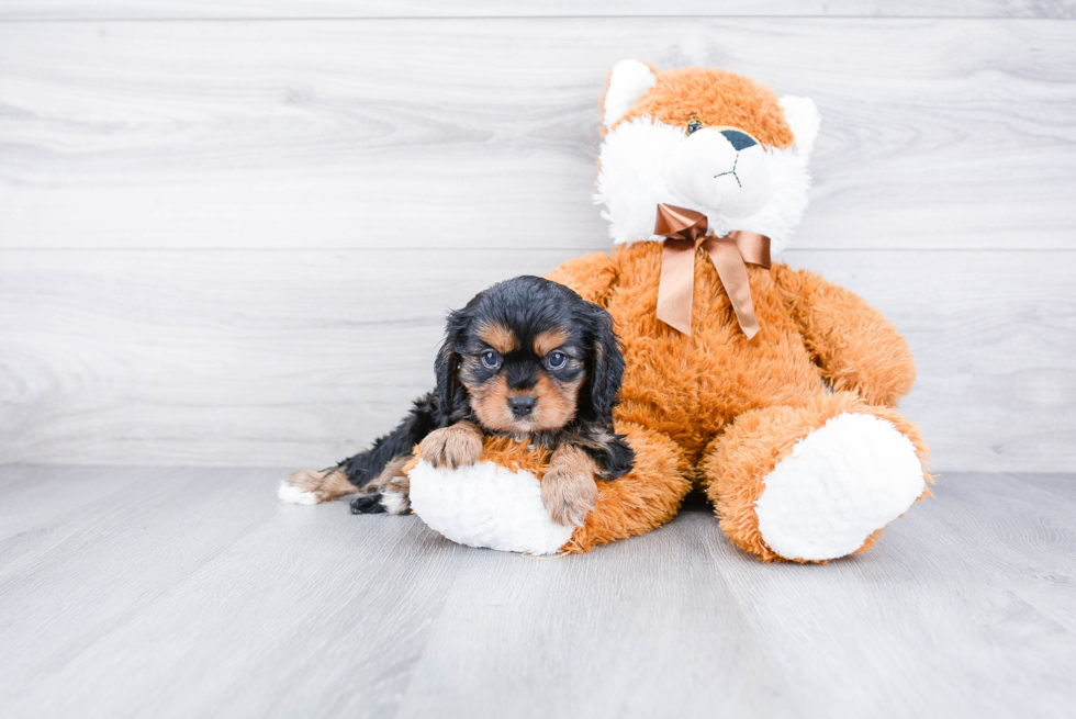 Best Cavalier King Charles Spaniel Baby