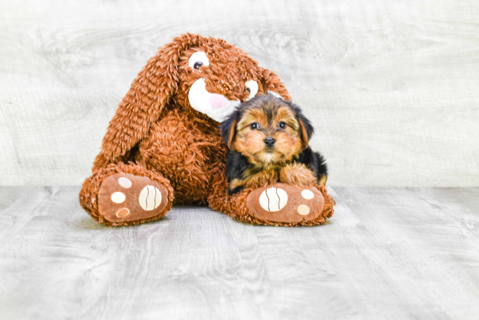 Meet Lisa - our Yorkshire Terrier Puppy Photo 