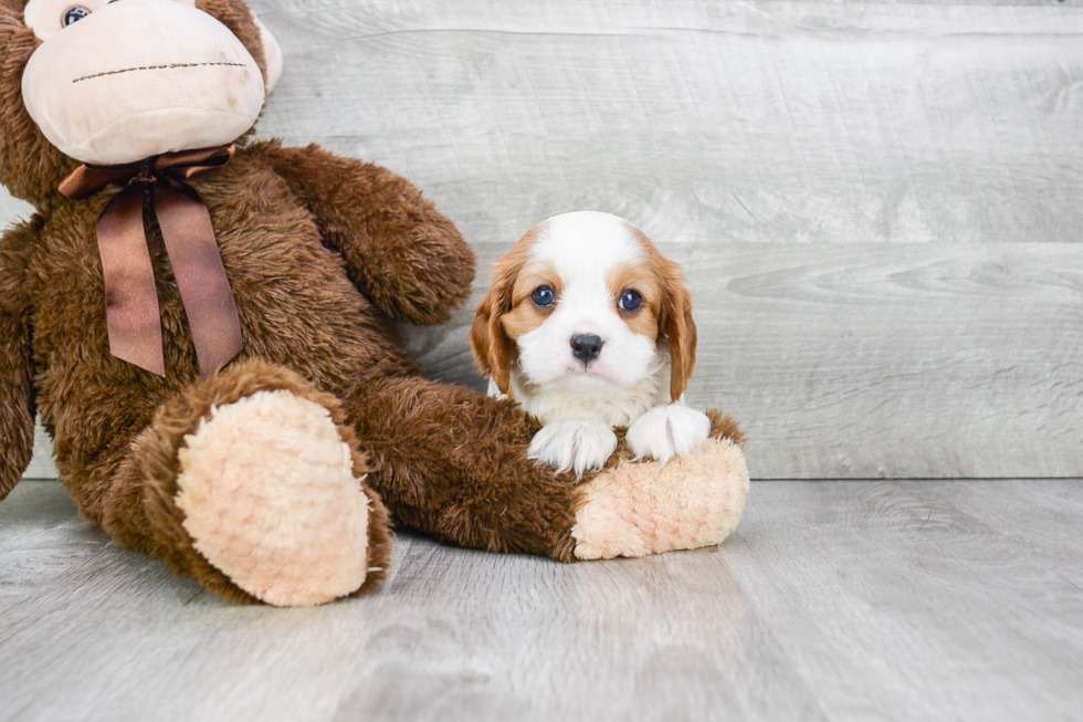 Playful Cavalier King Charles Spaniel Purebred Pup