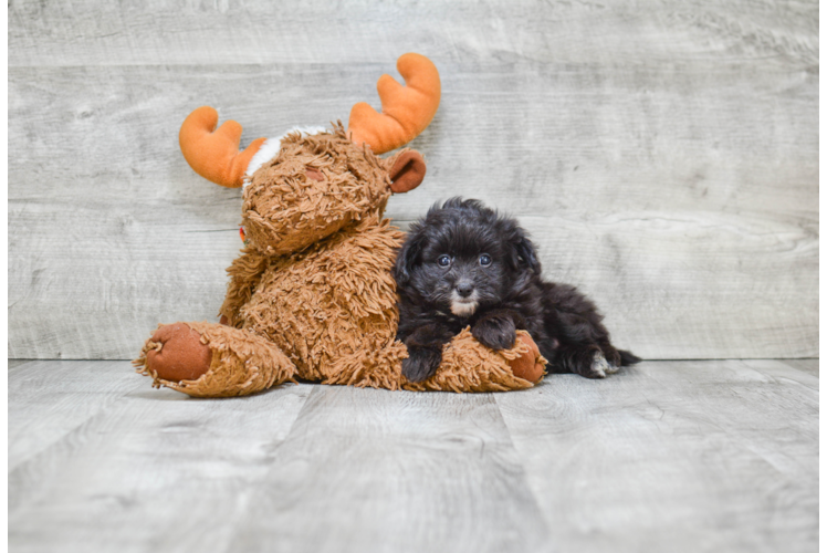 Maltipom Pup Being Cute