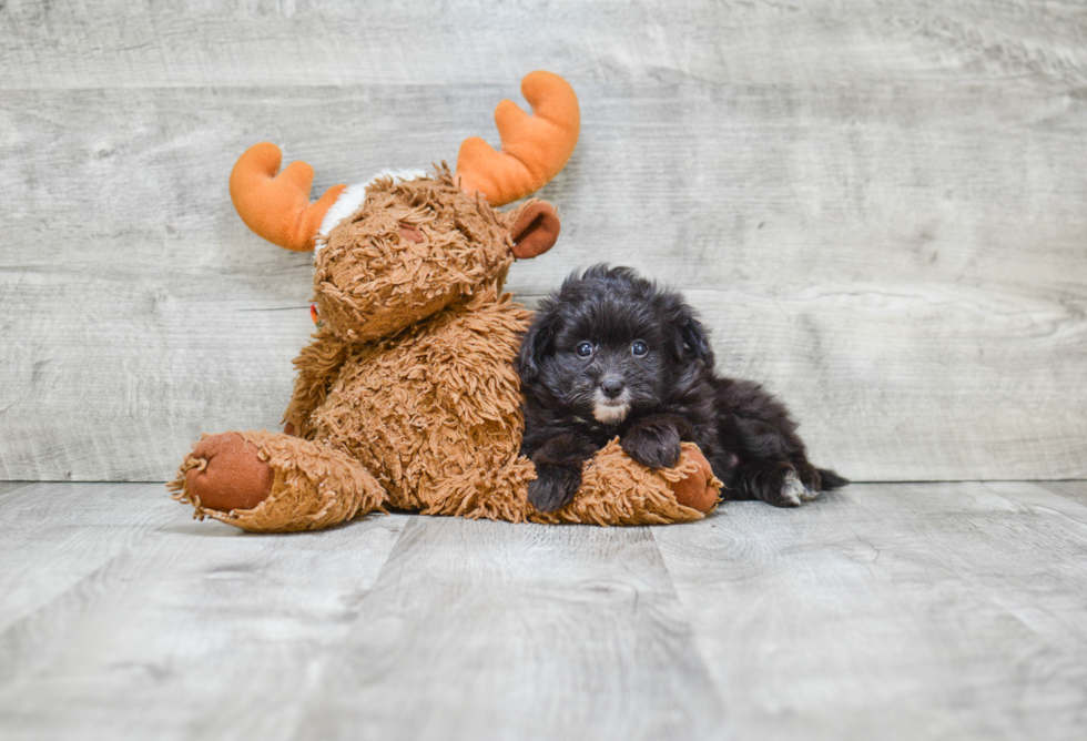 Maltipom Pup Being Cute