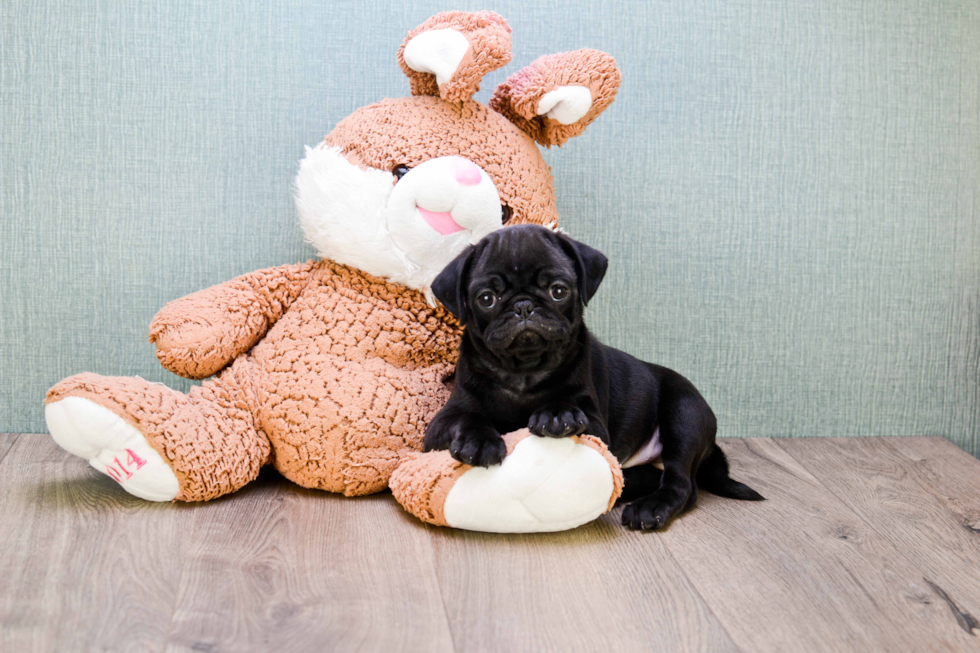 Pug Puppy for Adoption