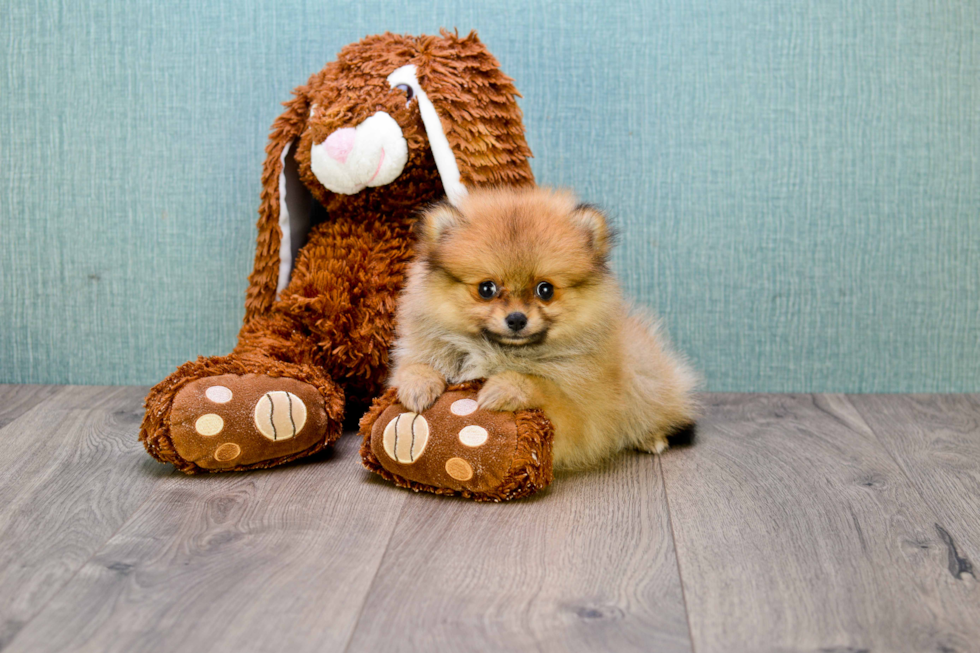 Adorable Pomeranian Purebred Puppy