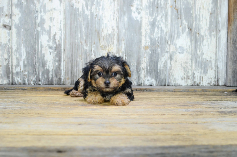 Morkie Puppy for Adoption