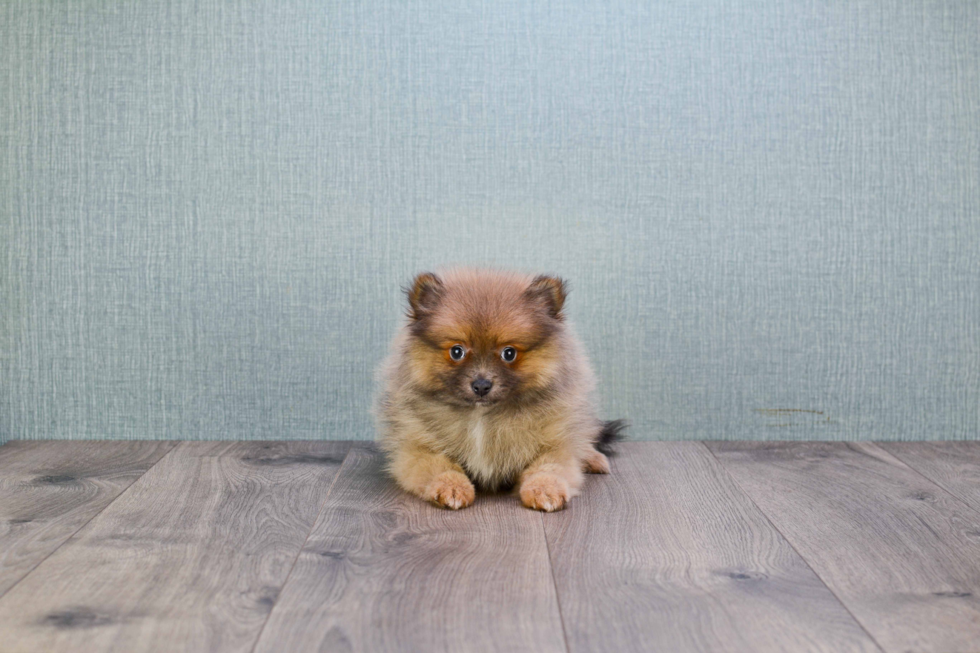 Popular Pomeranian Purebred Pup