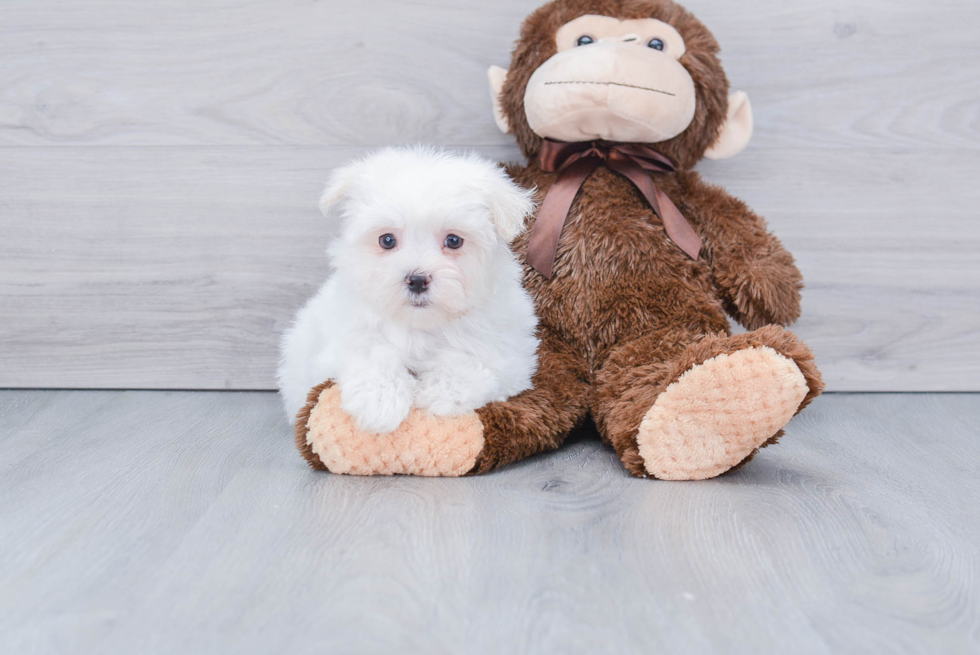 Sweet Maltese Purebred Puppy