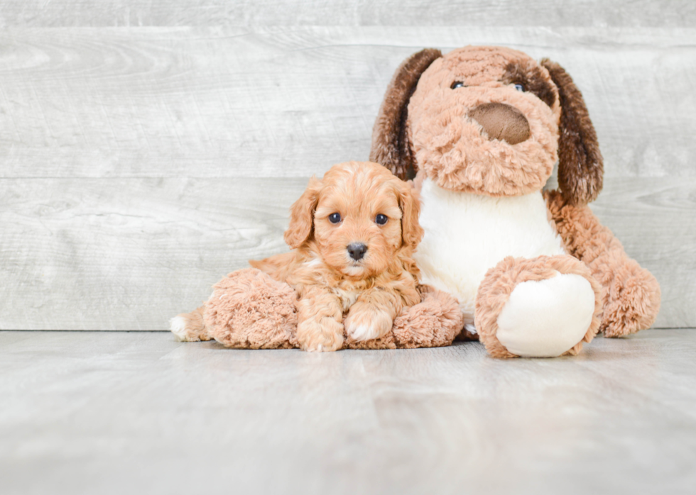 Popular Cavapoo Poodle Mix Pup