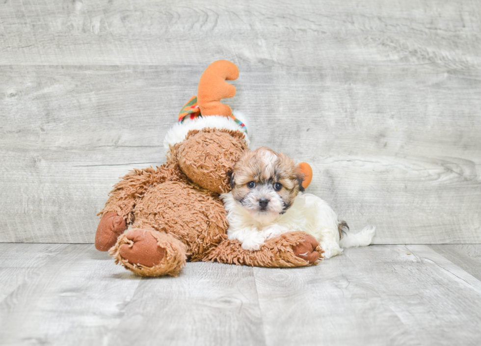 Havanese Puppy for Adoption