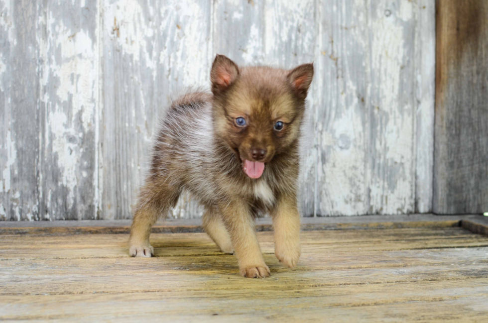 Happy Pomsky Baby