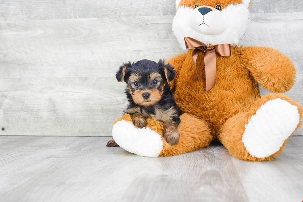 Meet Chandler - our Yorkshire Terrier Puppy Photo 