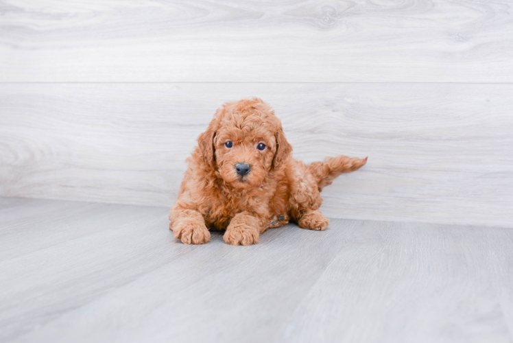 Adorable Golden Retriever Poodle Mix Puppy