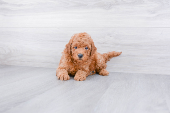 Adorable Golden Retriever Poodle Mix Puppy