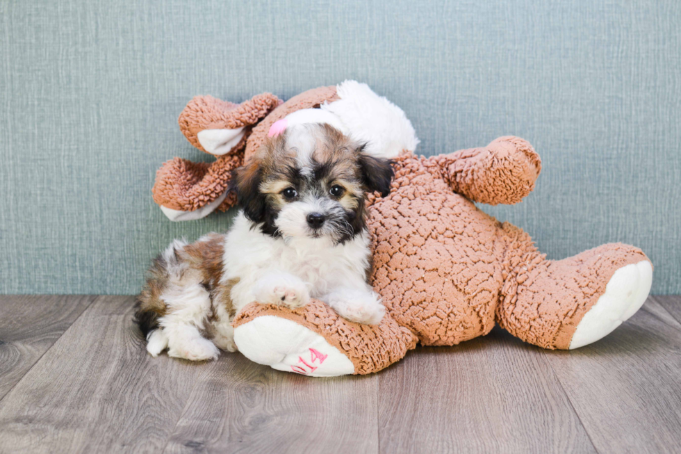 Small Havanese Baby