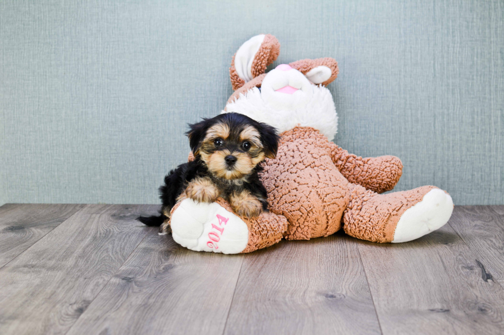 Adorable Yorkie Designer Puppy