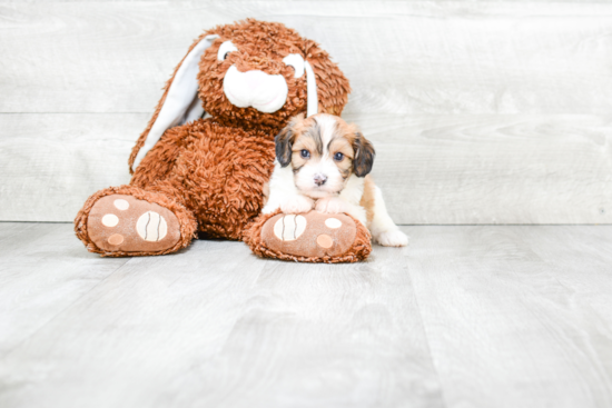 Cavachon Pup Being Cute