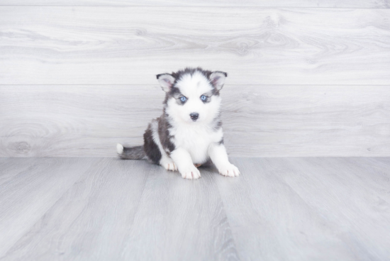 Best Pomsky Baby