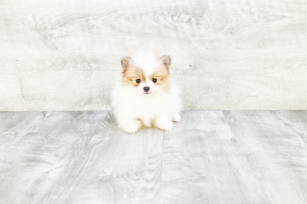 Pomeranian Pup Being Cute