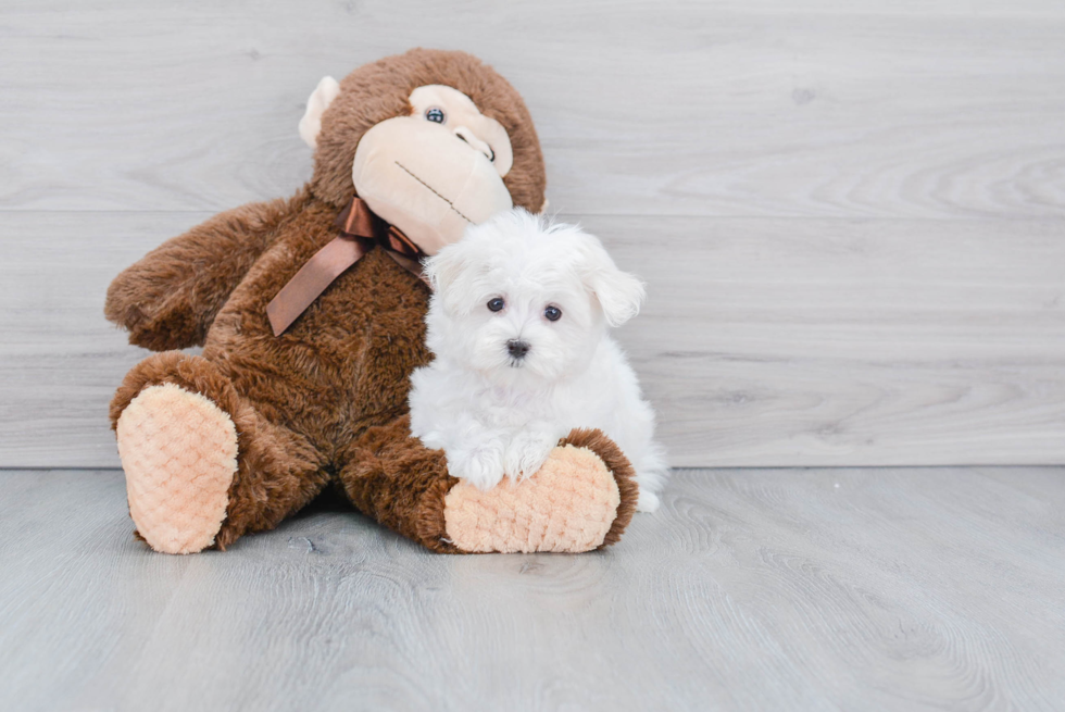 Maltese Pup Being Cute