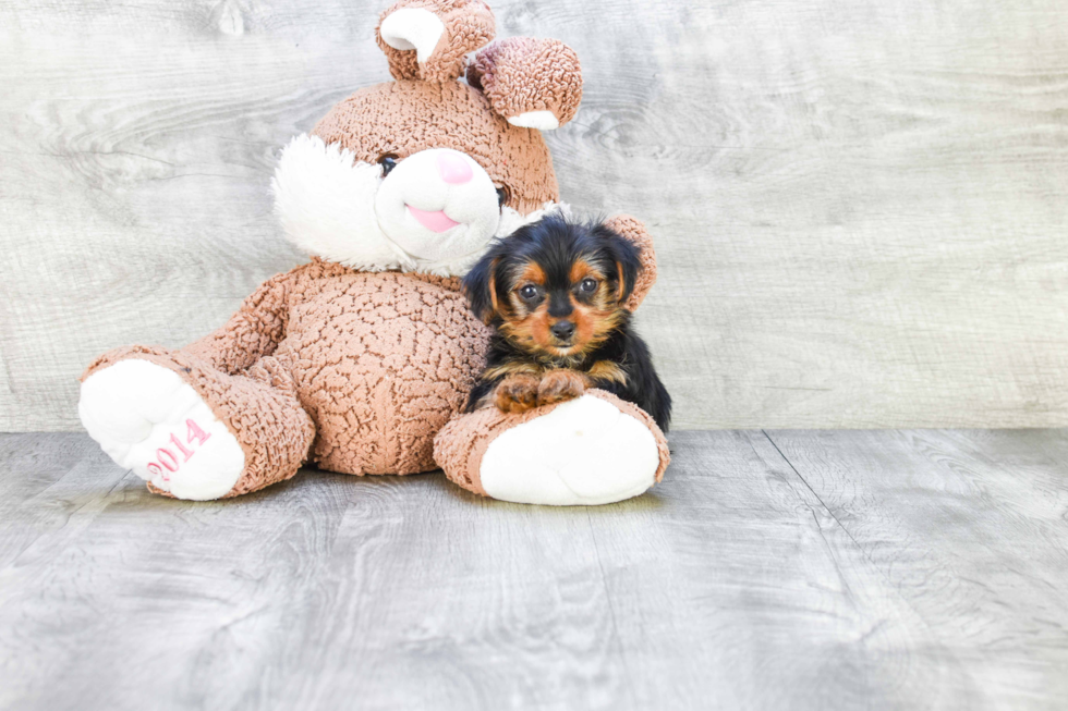 Meet Steph - our Yorkshire Terrier Puppy Photo 