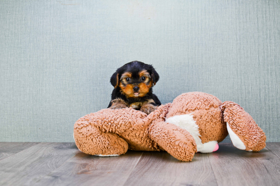 Meet Erica - our Yorkshire Terrier Puppy Photo 