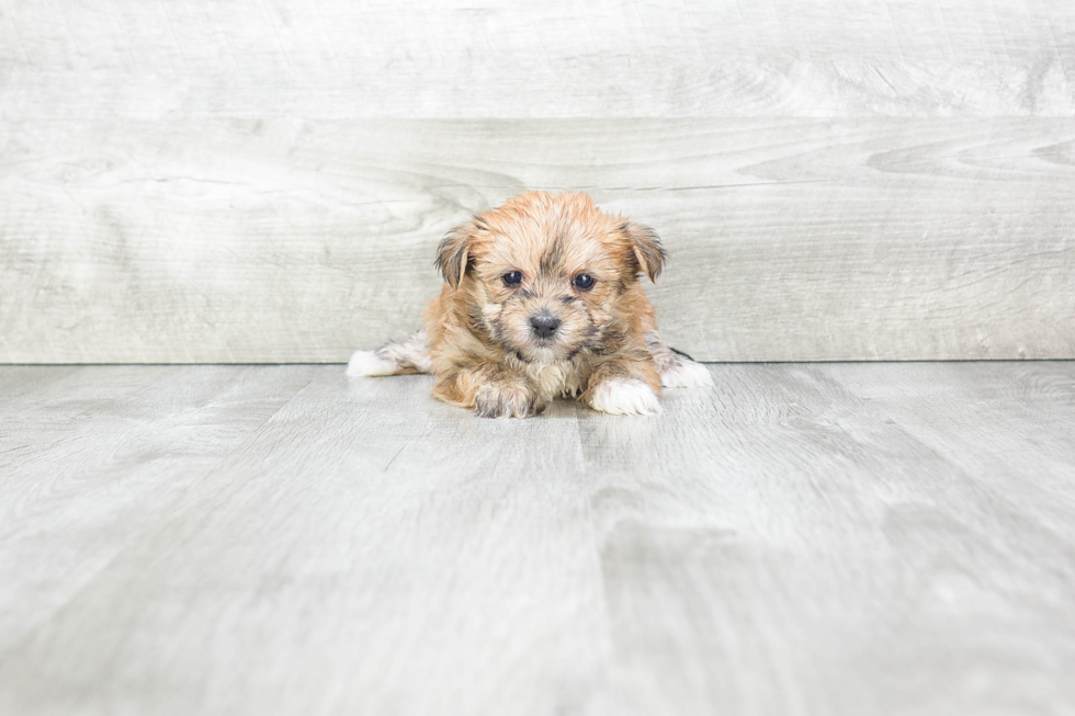 Small Morkie Baby