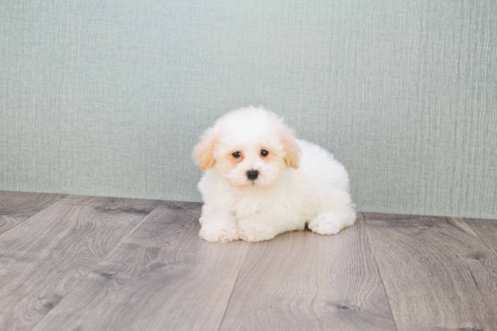 Energetic Havanese Purebred Puppy