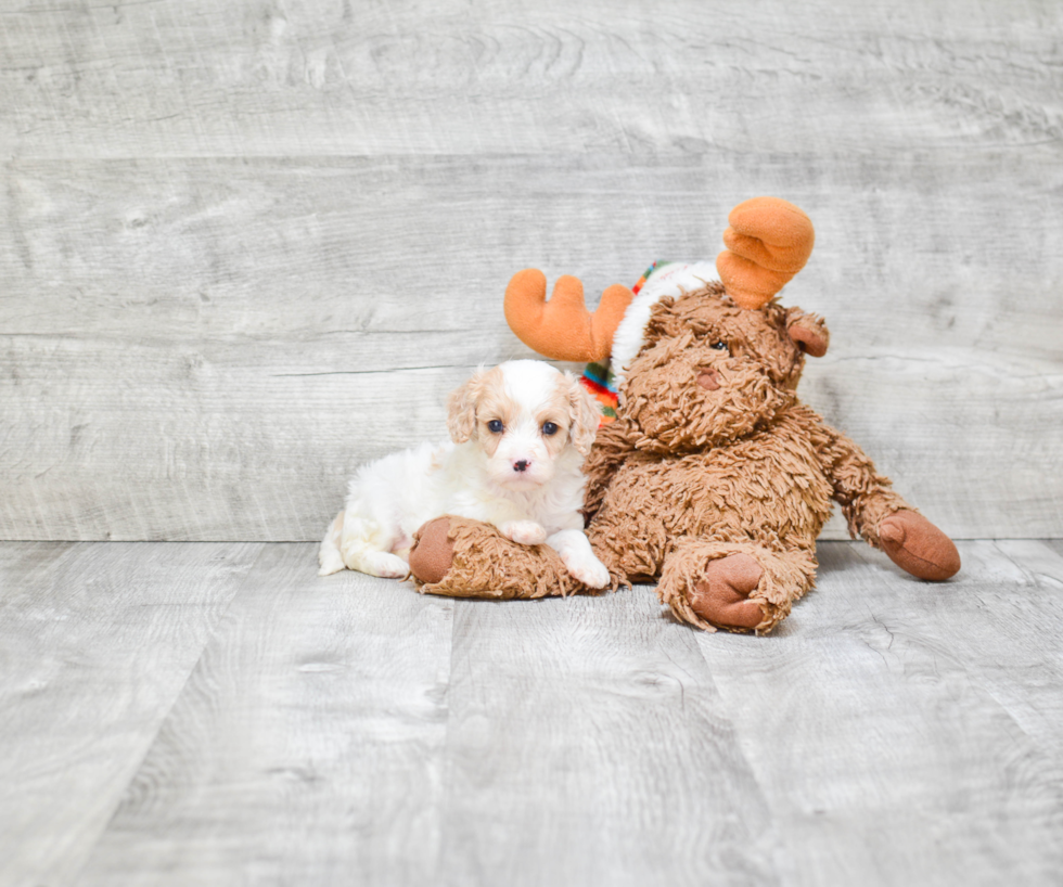 Hypoallergenic Cavoodle Poodle Mix Puppy